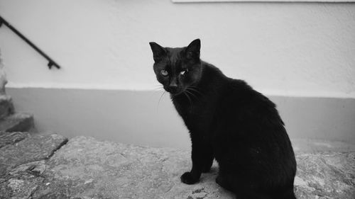 Portrait of cat sitting outdoors
