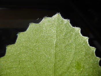 Close-up of water drops on leaf