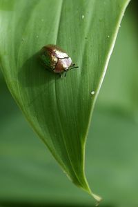 Close-up of insect on leaf