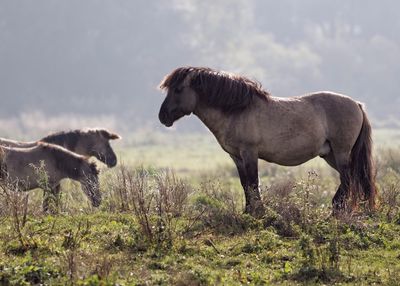 Horse standing in a farm