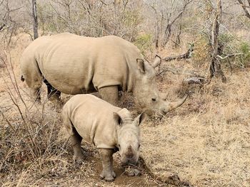 White rhinos mum and baby