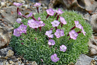 High angle view of pink flowering plant on rock