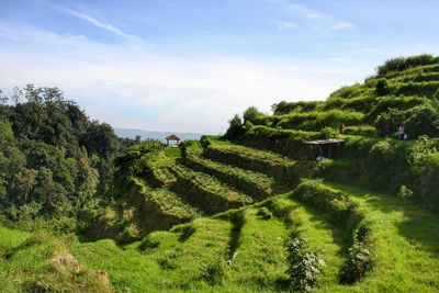 Scenic view of agricultural field against sky