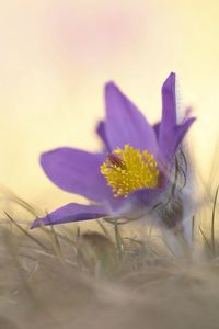 Close-up of purple crocus flowers on land