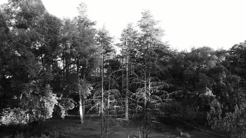 Trees against sky