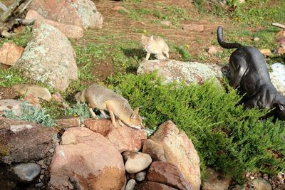 Sheep on rock