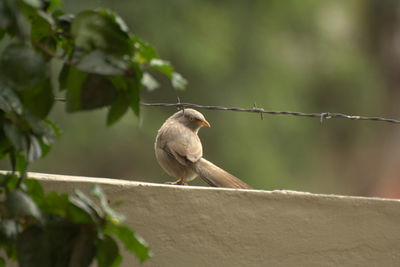 Bird perching on tree