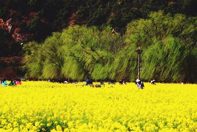 People walking on grassy field