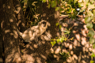 Monkey sitting on tree trunk