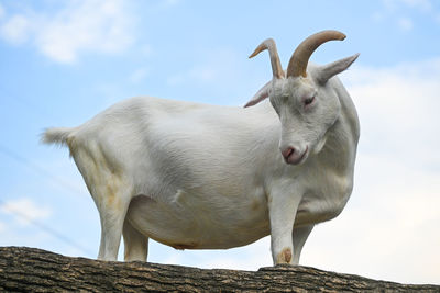 Giraffe standing on land against sky