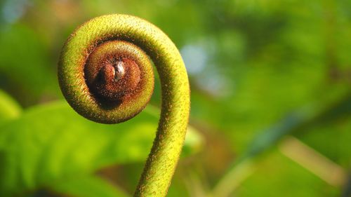 Close-up of fern growing outdoors