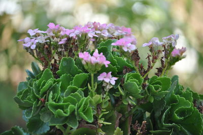 Close-up of pink flowering plant