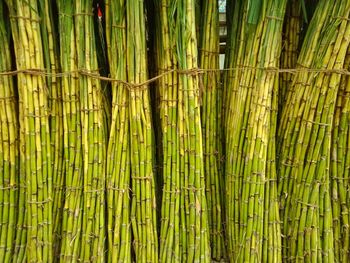 Full frame shot of bamboo plants