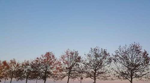 Low angle view of trees against clear sky