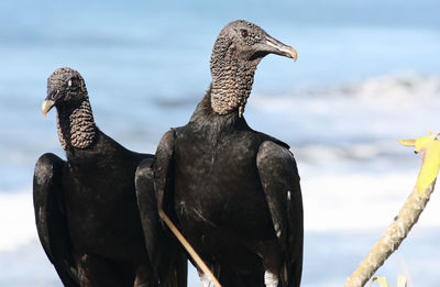 Close-up of birds perching