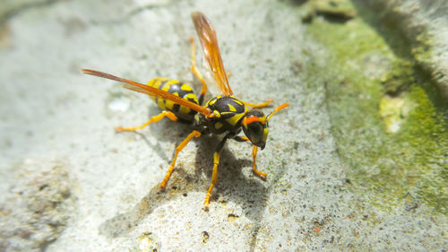 Close-up of insect on rock