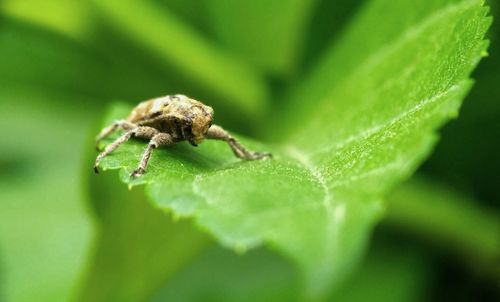 Close-up of spider on leaf