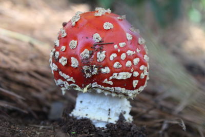 Close-up of fly agaric mushroom on field