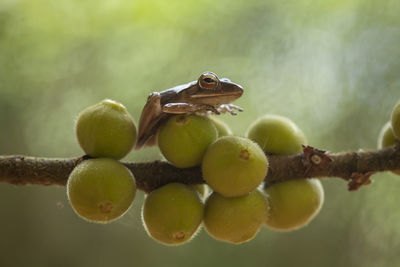 Tree frog on nature place