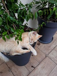 High angle view of cat sleeping in potted plant