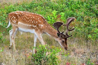 Deer grazing on field