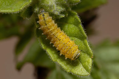 Close-up of insect on plant