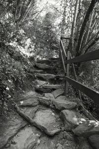 View of stairs along trees in forest