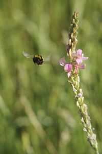 Close-up of bee pollinating on flower