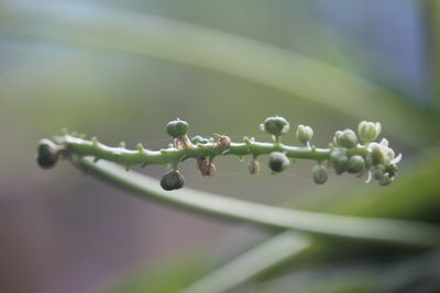 Close-up of buds growing outdoors