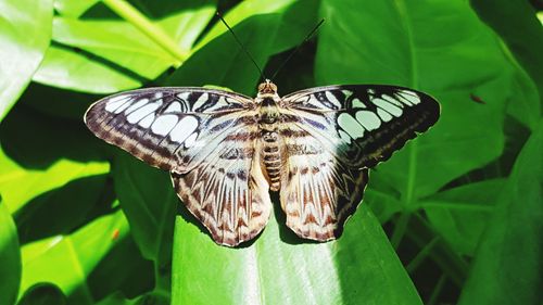 Butterfly on flower