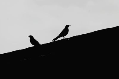 Low angle view of silhouette birds perching against clear sky