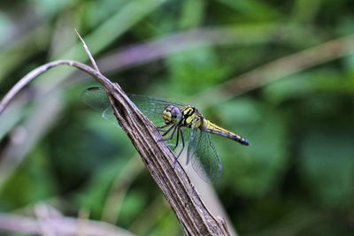 Close-up of dragonfly on leaf