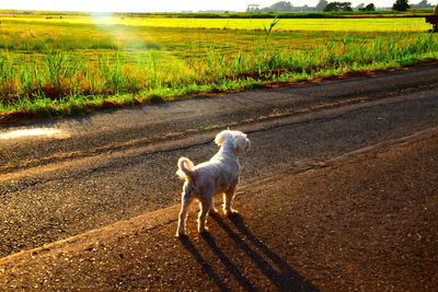 View of dog on road