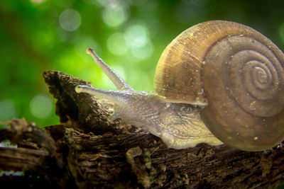 Close-up of snail