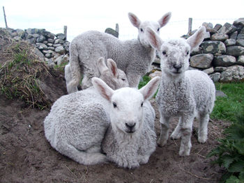 Close-up portrait of four lambs