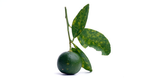 Close-up of fruit against white background