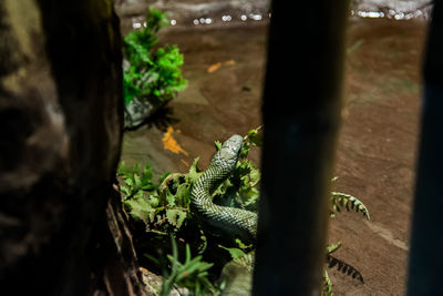 High angle view of lizard on tree trunk