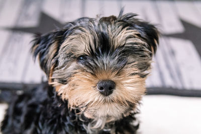 Close-up portrait of dog