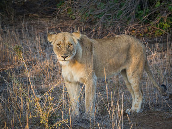 Portrait of lioness standing on field