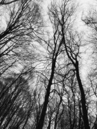 Low angle view of bare trees against sky