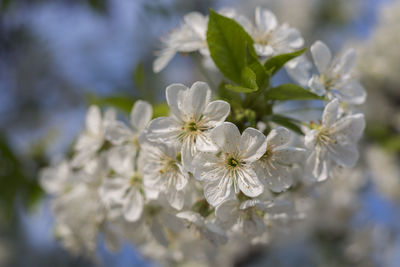 Close-up of white flowers blooming on tree