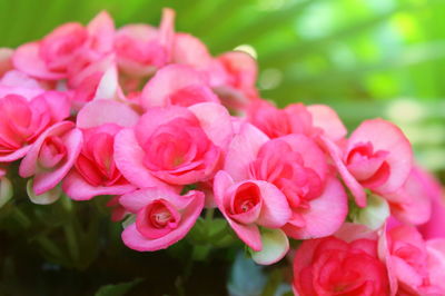 Close-up of pink roses