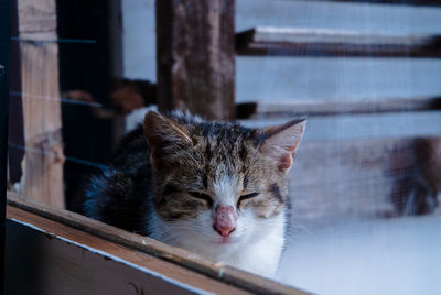 Close-up of cat