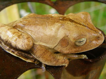 Close-up of object on table