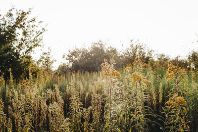 Plants and trees on field against clear sky