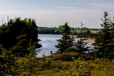 View of trees on field