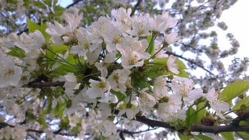 Low angle view of cherry blossom tree