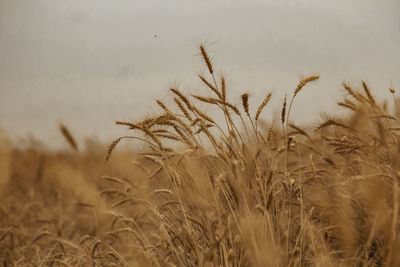 Close-up of wheat field against sky