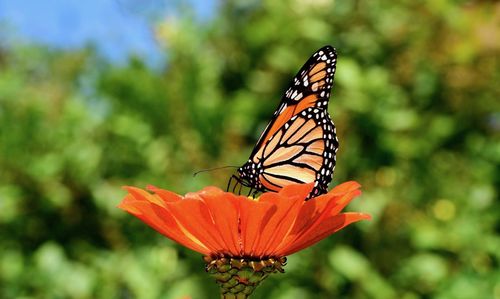 Close-up of monarch butterfly pollinating flower