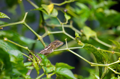 Close-up of insect on plant